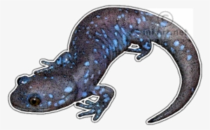 Newt Drawing Salamander Graphic Black And White - Blue Spotted Salamander Png #2166081