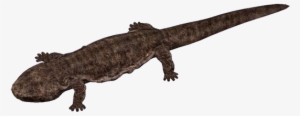 Salamander - Chinese Giant Salamander Png #2166103