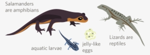 But Salamanders, Frogs And Other Amphibians, With Their - Inaturalist #2166162