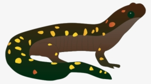 Amphibian Drawing Salamander Vector Transparent Download - Spotted Salamander Drawing #2166205
