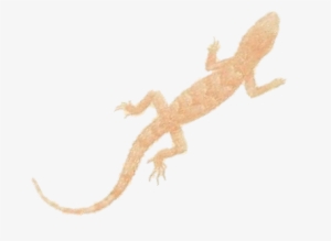 House Gecko #2166229