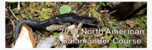2017 Salamander Course En #2166250