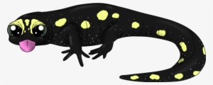 Sizzling Spotted Salamander - Spotted Salamander #2166295