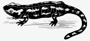 Salamander - Salamander Clipart Black And White #2166420