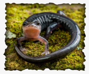 South Mountain Gray-cheeked Salamander - South Mountain Gey Cheeked Salamander #2166462
