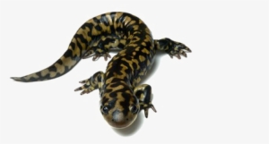 Salamander Png Download Image - Salamander Canada #2166510