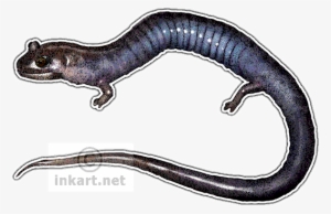 Red Hills Salamander Decal - Red Hills Salamander Png #2166646 Red Hills Salamander Decal - Red Hills Salamander Png #2166646