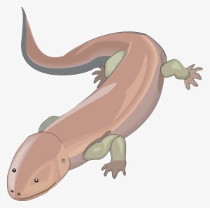 Free To Use & Public Domain Salamander Clip Art - Chinese Giant Salamander Clipart #2166760