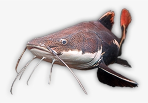 Catfish Png Photos - Catfish Logo Transparent #2166808