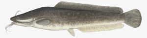 Clarias Gariepinus #2166864