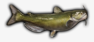 Channel Catfish Fish Mount - Channbel Catfish Mount #2166886