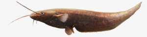 Silurus-aristotelis - 013780c819e6832e - Aristotle's Catfish #2166947