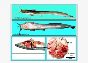 Dissection Of Air-breathing Organ From Catfish - Catfish Breathing Organ #2167285