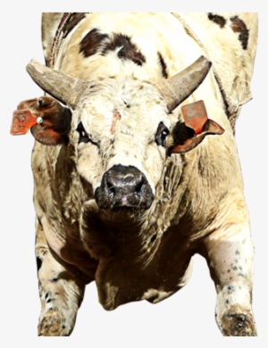 Catfish John - Pbr Bull Catfish John #2167874