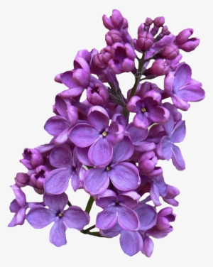 Download Png Image - Lilac Png #2169648