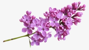 Lilac Png Image - Lavender #2169670