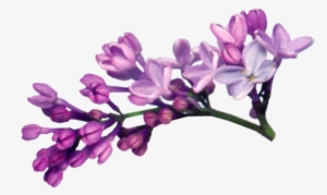 Lilac Png File - Lilac Png #2169790