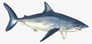 Shortfin Mako Shark #2169930