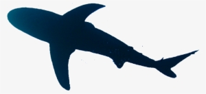 Breaching Fin Graphics Header Logo Shark Silloutte - Shark From Above Png #2170102