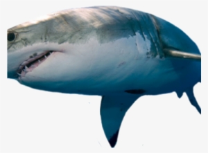 Shark Png Transparent Images - Great White Sharks #2170156