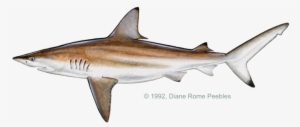 All-tackle World Records - Black Tip Shark Fish #2170211