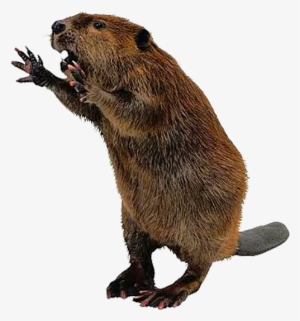Free Beaver Pngs - Beaver Png #2170275