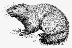 Rat Groundhog Day Beaver Drawing - Groundhog Black And White #2170411