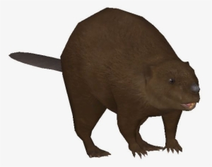 Eurasian Beaver - Punxsutawney Phil #2170437