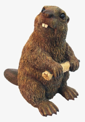 Beaver Png High-quality Image - Michael Carr 609031 Beaver Medium 4.5x7.8x7.8 In #2170563