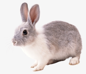 Gray And White Rabbit Png Image - Rabbit Png #2171104