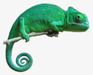 Chameleon Png Pic - Chameleon Png #2171407
