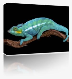 Chameleon - Chameleon Swimming #2171614