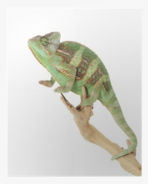 Green Iguana #2171679