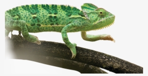 Light - Common Chameleon #2171768