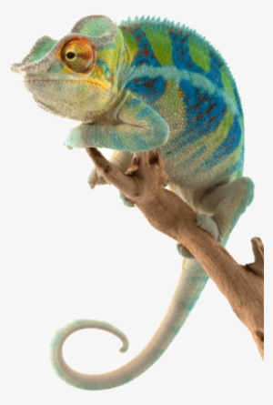 Adaptive Marketing Platform - Pet Reptile #2172320