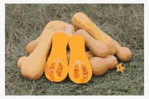 Genetically Modified Squash Clipart Butternut Squash #2173054