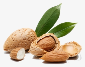 Agronomic Data - Almond #2173663