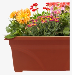 Pots Of Plants Png #2174129