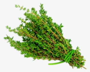 Thyme - Thyme Leaves In Malayalam #2175194