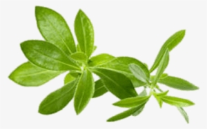 Savory - Savory Herb #2175292