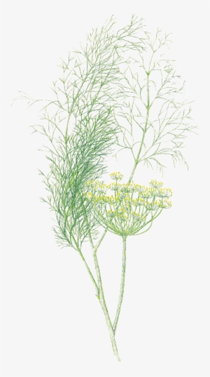 Favourite Herbs Hole S Greenhouses - Grass #2175295