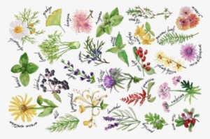 Plants And Herbs Alphabet Tea Towel Fabric By Thekindredpines - Tea #2175317