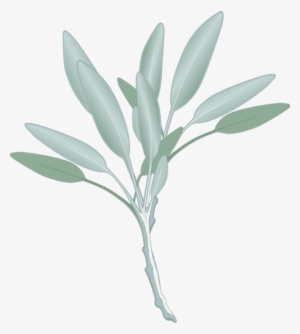 Png Transparent Stock Graphic Design Pinterest Herbs - Sage Clipart #2175338