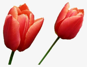 Tulip Png Image - Red Tulips Transparent Background #2177948
