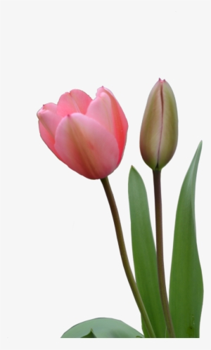 Download Amazing High-quality Latest Png Images Transparent - Pink Tulips Png #2177988