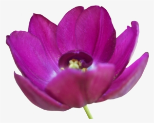 Tulip Png Pic - Flower #2178156