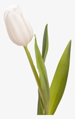 White Tulips #2178199