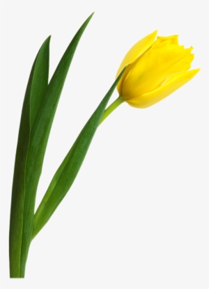 Yellow Tulip Png #2178288 Yellow Tulip Png #2178288