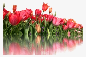 Tulip Png Transparent Images - One Line A Day: My Journey With Parkinson's #2178404