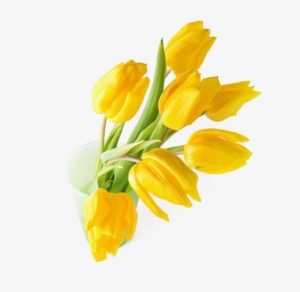 Yellow Tulip Png Transparent Image - Portable Network Graphics #2178638